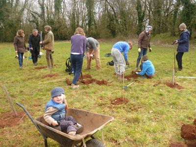 planting a coppice woodland